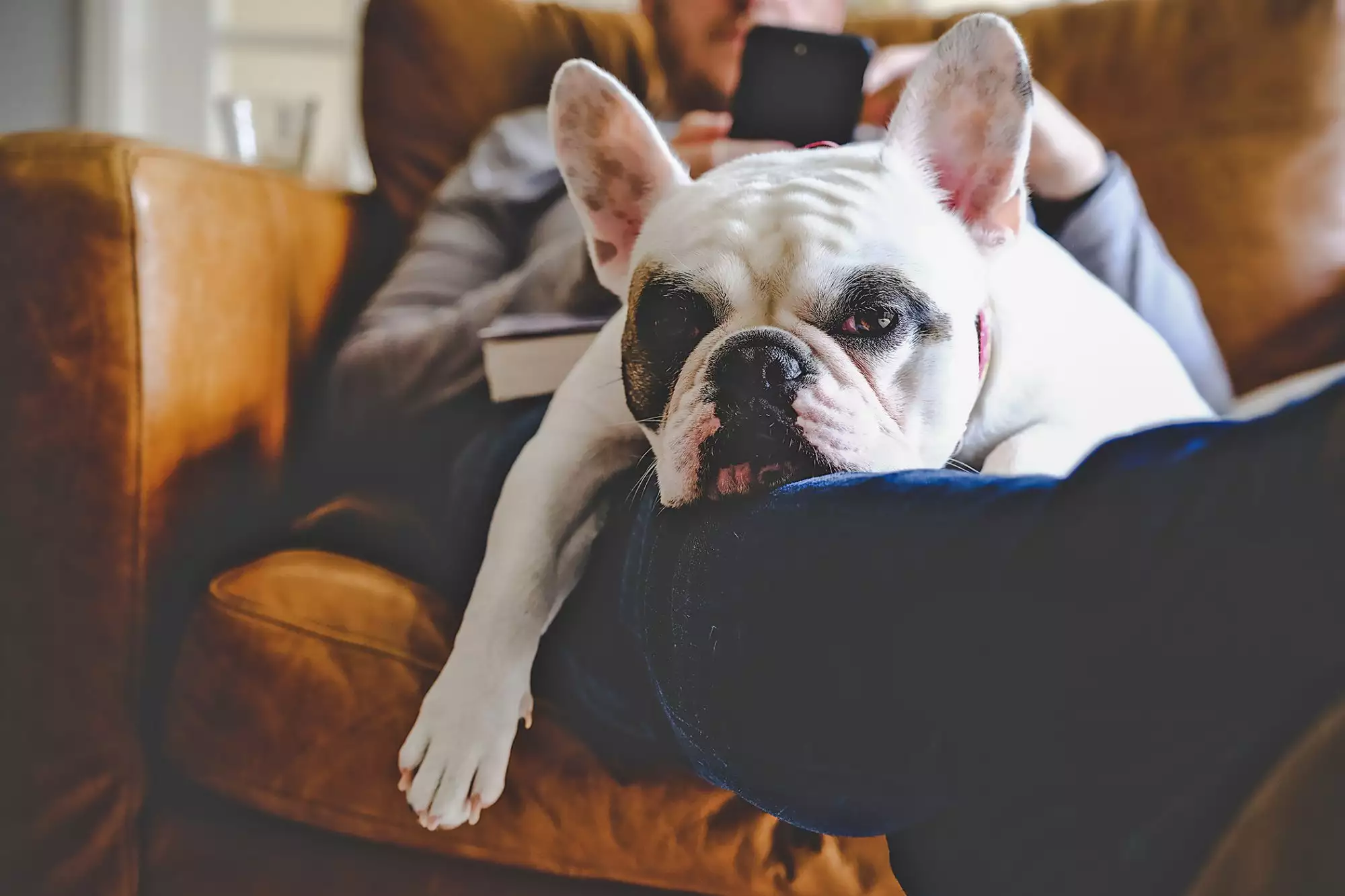 Best Lap Dog Breeds for Cuddling