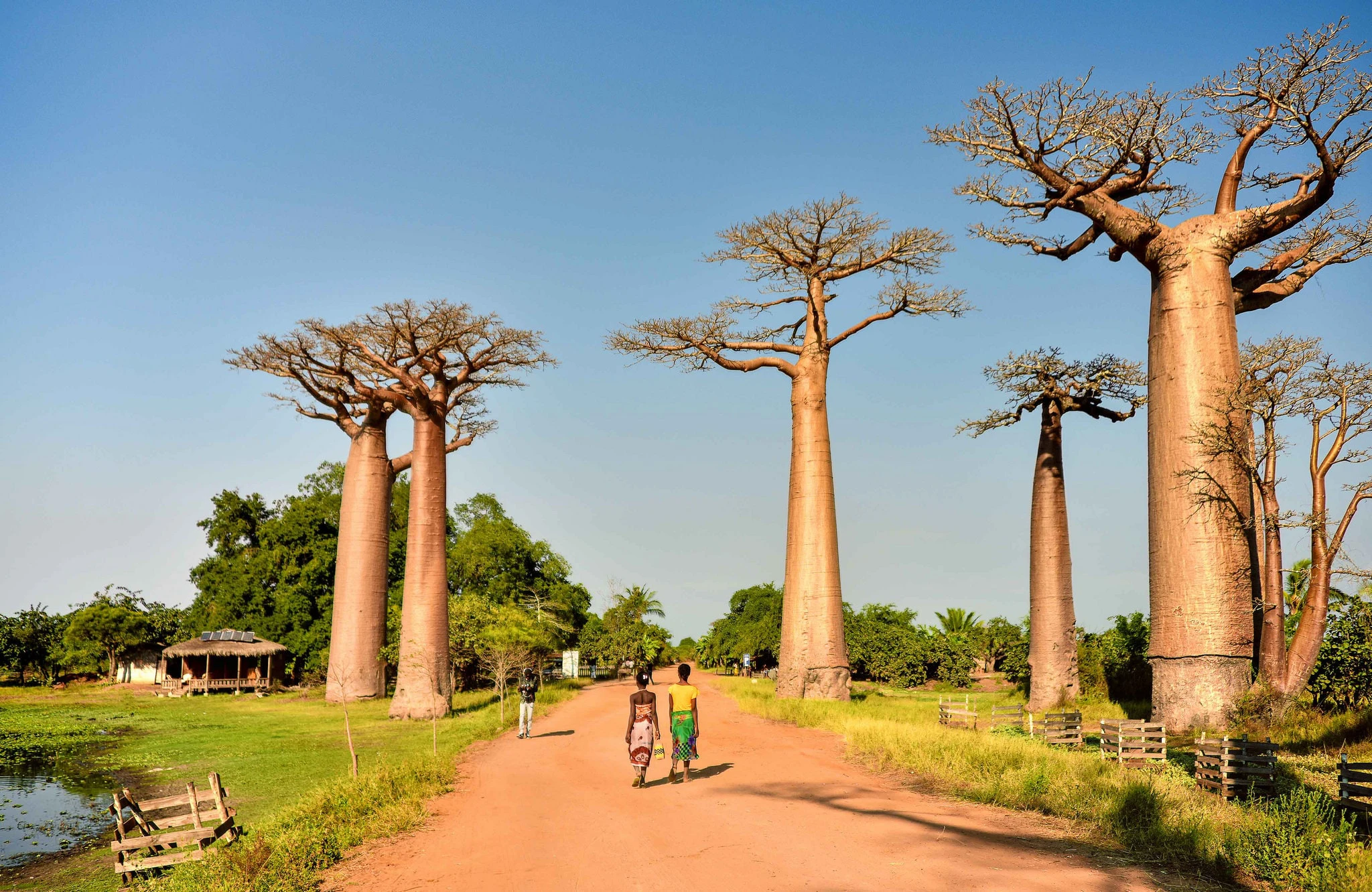 In this article, we will discuss 5 reasons why you should visit Madagascar.