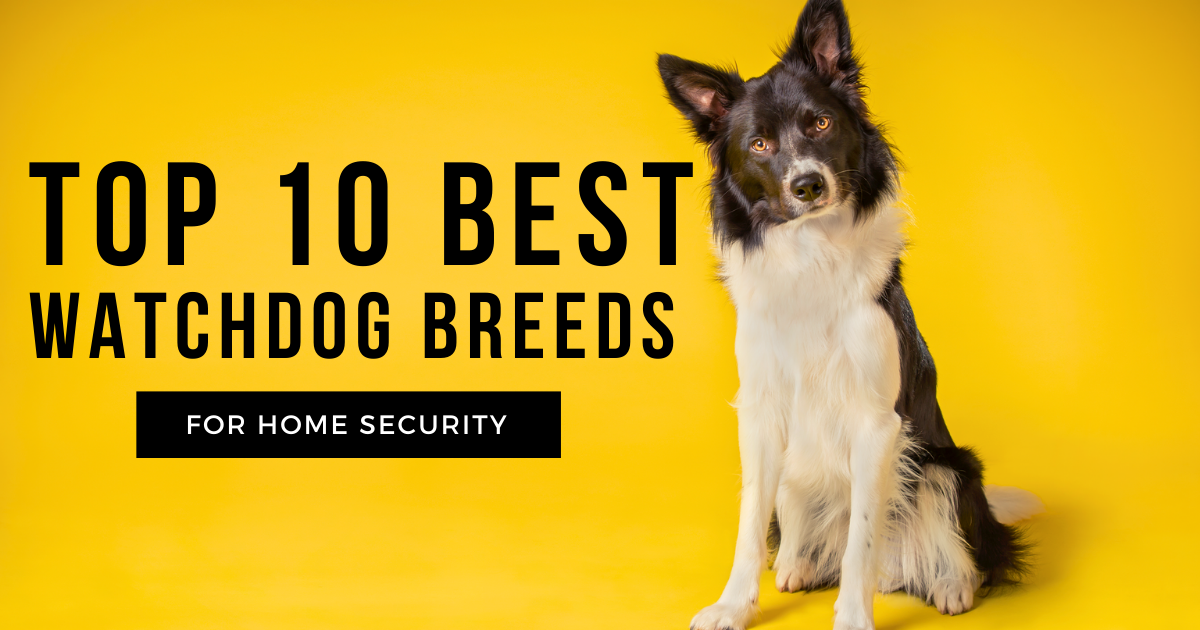 Top 10 best watchdog breeds for home security