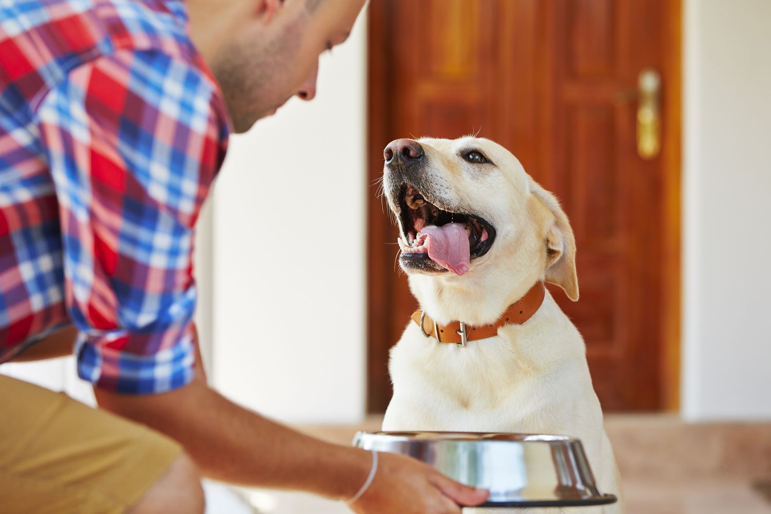 Best Food For Your Dog: