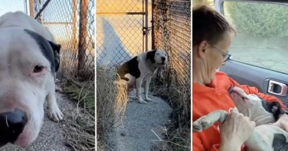 Scared Dog Melts Into Rescuer’s Arms As Soon As He Knows He’s Safe – Touching Moment