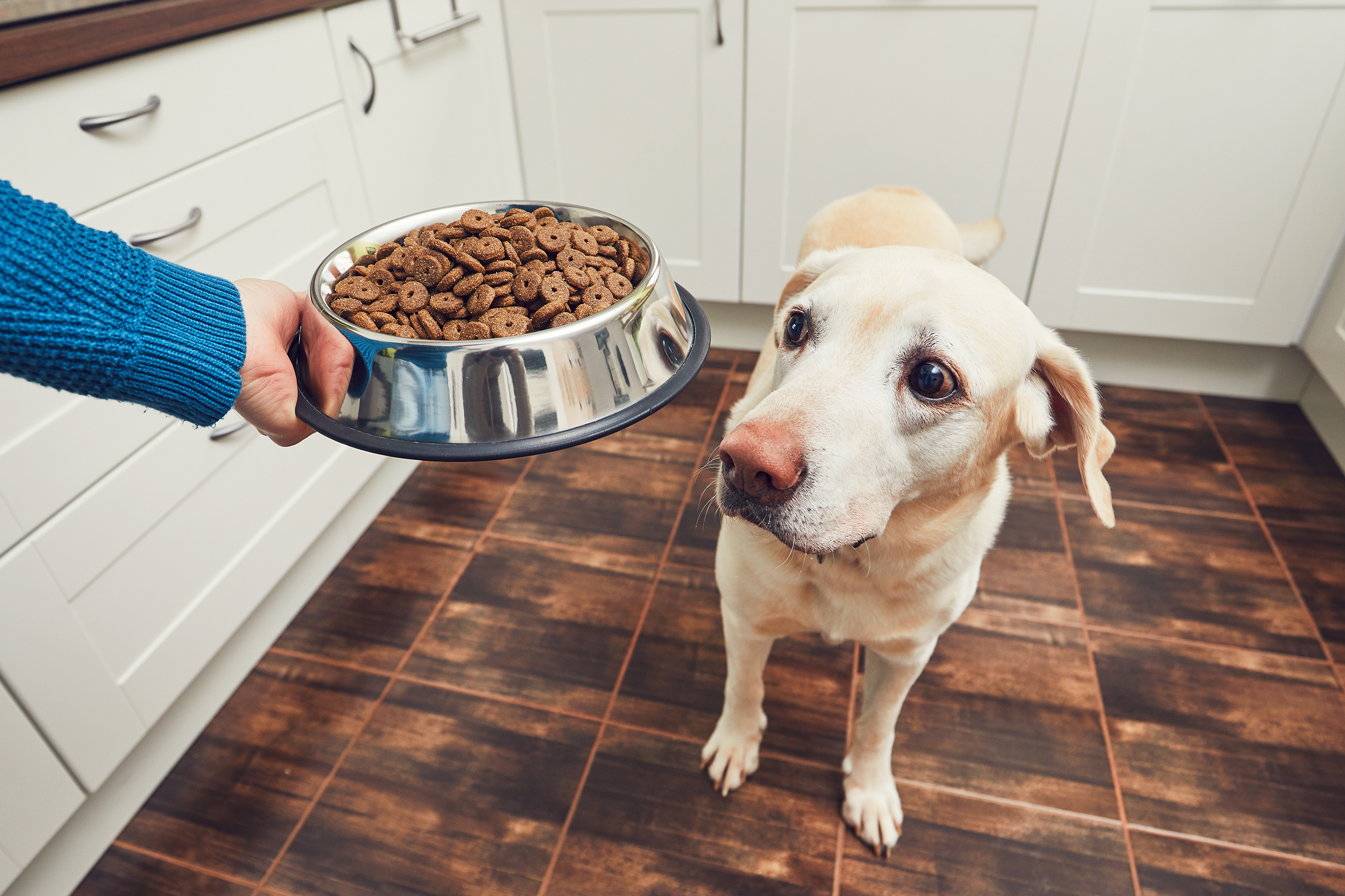 The Top 10 Worst Foods for Dogs What You Need to Know