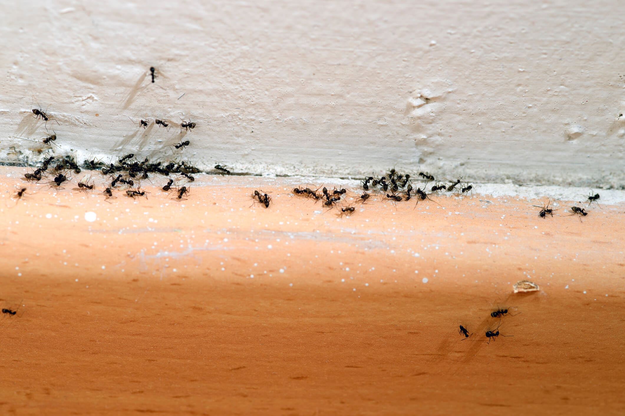 Ants Infestations