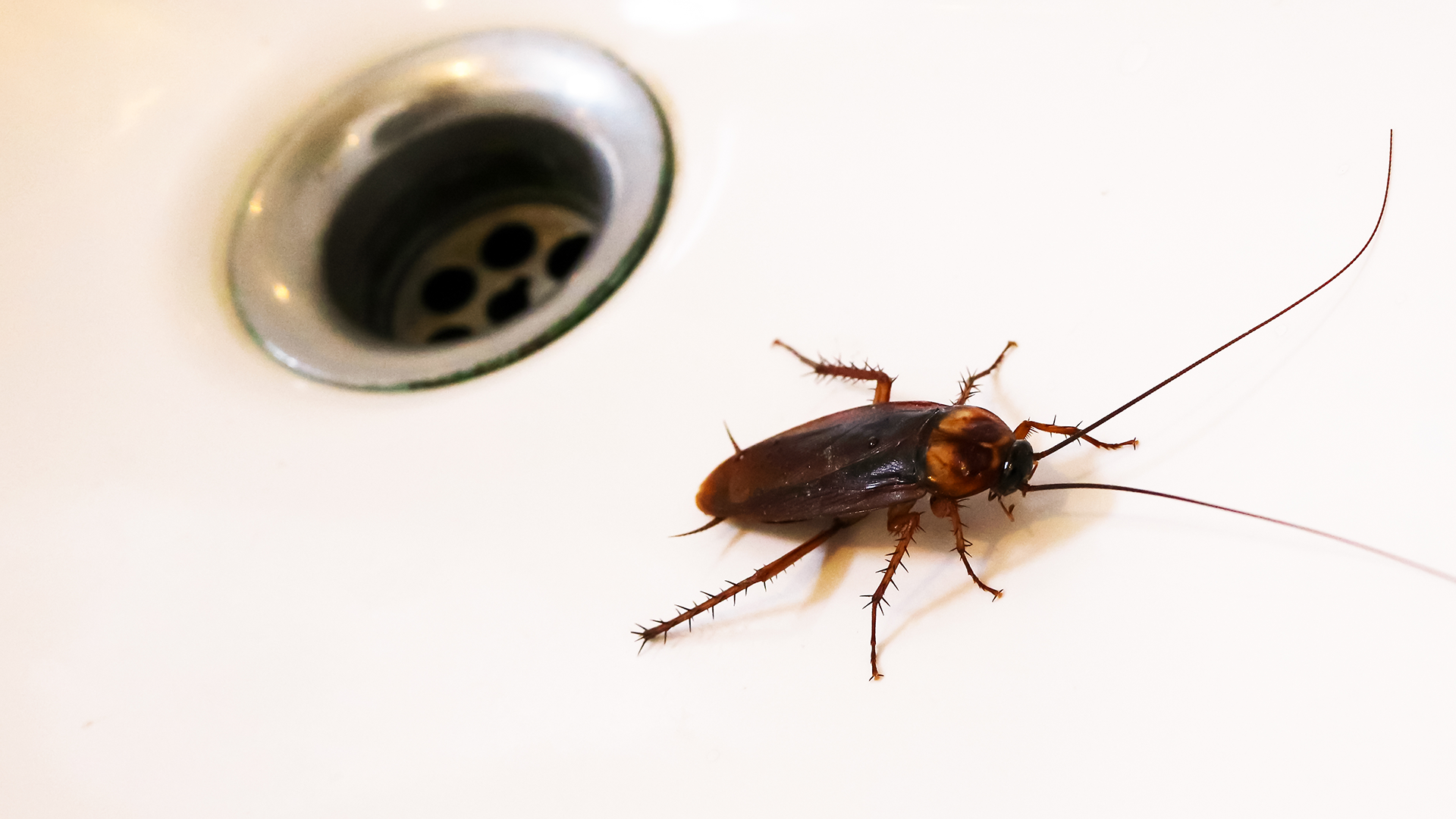 Keeping Your Bathroom Bug-Free: 5 Prevention Strategies