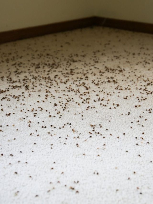 Banishing Beetles: 5 Techniques to Get Rid of Carpet Beetles
