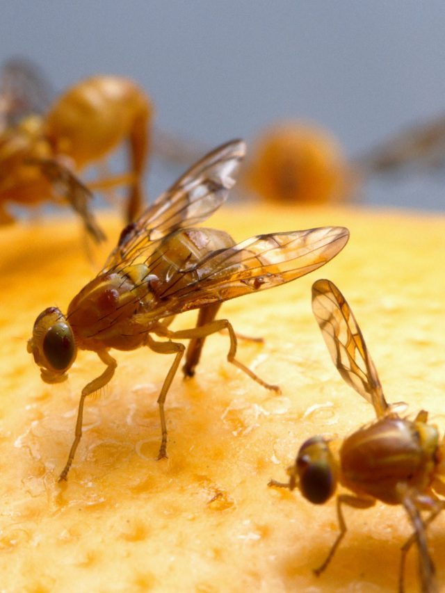 5 Safe and Effective Methods to Get Rid of Fruit Flies in Your Home