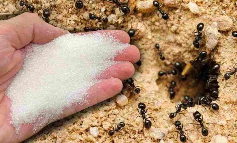 Say Goodbye to Ants Naturally
